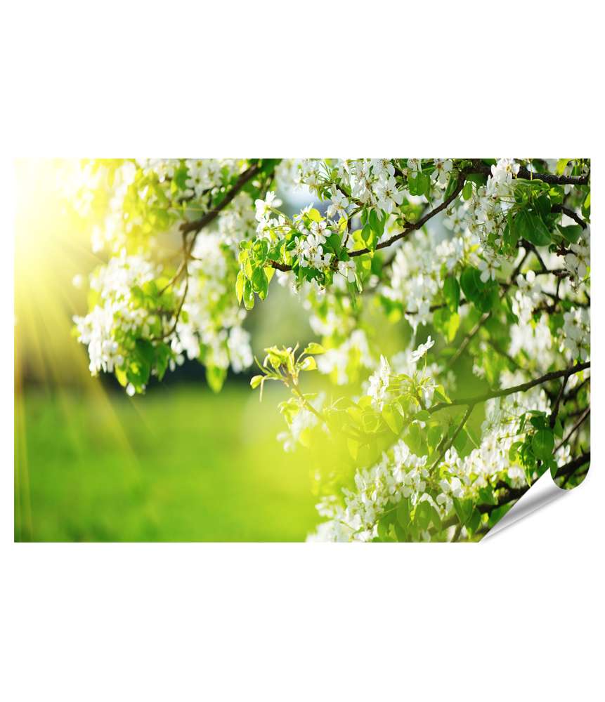 Premium Poster Frühlingsblüte: Naturszene mit blühendem Baum und strahlender Sonne