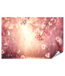 islandburner Premium Poster Sanftes Licht durch Kirschblüten Frühling